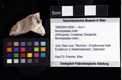 Foto (Objket + Etiketten) von Mundopsidae indet. 